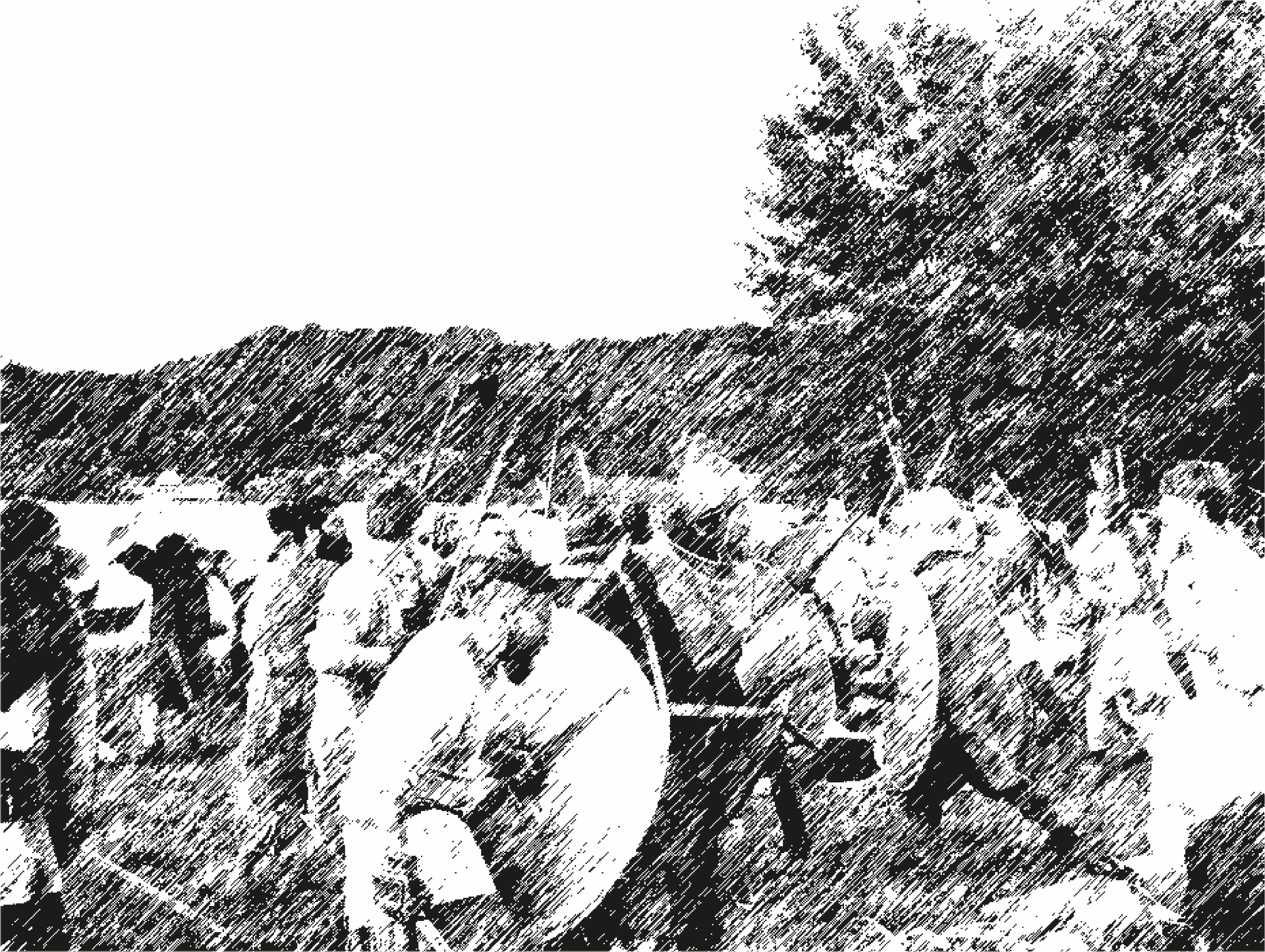 Festival Viking - image 4